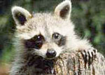 Racoon eyes (animal) Racoon eyes (animal)